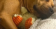Jellybean joined the competition — help win amazing prizes! dog, brown_dog, plush_toy, blanket, snuggling, cozy, indoor, pet, fur, relaxed, resting, close_up, comfort, sleepy, paw, toy, nose, ear, soft_texture, couch