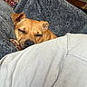 Jellybean joined the competition — help win amazing prizes! blanket, brown_dog, canine, comfort, couch, cozy, dog, ear, furniture, home, indoor, living_room, napping, nose, paw, pet, relaxing, resting, sleeping, soft