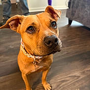 Jellybean is registered to the contest to win money with this photo: animal, brown_dog, canine, closeup, collar, curious, dog, domestic_animal, ears, flooring, furniture, home, indoor, jeans, living_room, looking_up, person_legs, pet, portrait, wooden_floor