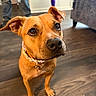 animal, brown_dog, canine, closeup, collar, curious, dog, domestic_animal, ears, flooring, furniture, home, indoor, jeans, living_room, looking_up, person_legs, pet, portrait, wooden_floor