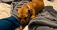 Jellybean joined the competition — help win amazing prizes! bed, blanket, blanket_texture, blue_pants, brown_dog, collar, comfort, cozy, dog, fabric, fur, furry, home, indoor, paw, person, pet, relaxation, resting, sleeping