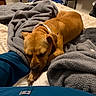 bed, blanket, blanket_texture, blue_pants, brown_dog, collar, comfort, cozy, dog, fabric, fur, furry, home, indoor, paw, person, pet, relaxation, resting, sleeping