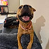 Jellybean is registered to the contest to win money with this photo: dog, pet, smiling, tongue_out, collar, indoor, couch, shadow, wall, happy, brown_dog, canine, looking_up, close_up, animal, domestic_animal, fur, four_legs, living_room, playful
