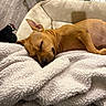 Jellybean is registered to the contest to win money with this photo: dog, sleeping, blanket, bed, cozy, brown_dog, indoor, resting, pet, fur, canine, comfort, cute, animal, relaxation, nap, domestic, soft, warm, quiet