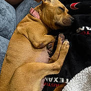 Jellybean joined the competition — help win amazing prizes! dog, sleeping, tan_dog, collar, blanket, couch, indoor, pet, resting, cozy, fur, paw, human_arm, relaxation, domestic_animal, closeup, comfort, home, animal, cute