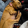 dog, sleeping, tan_dog, collar, blanket, couch, indoor, pet, resting, cozy, fur, paw, human_arm, relaxation, domestic_animal, closeup, comfort, home, animal, cute