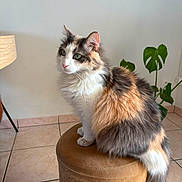 Niméa participe au concours pour gagner de l'argent avec cette photo : brown, calm, cat, domestic_animal, ears, feline, fluffy, green_eyes, indoor, long_hair, natural_light, pet, plant, side_view, sitting, stool, tail, tiled_floor, whiskers, white_wall