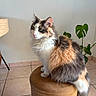 brown, calm, cat, domestic_animal, ears, feline, fluffy, green_eyes, indoor, long_hair, natural_light, pet, plant, side_view, sitting, stool, tail, tiled_floor, whiskers, white_wall