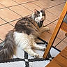 Niméa participe au concours pour gagner de l'argent avec cette photo : animal, bandana, cat, domestic_cat, ears, fluffy, fur, furniture, home, indoor, looking, patterned_rug, pet, relaxing, resting, rug, tail, tile_floor, whiskers, wooden_chair