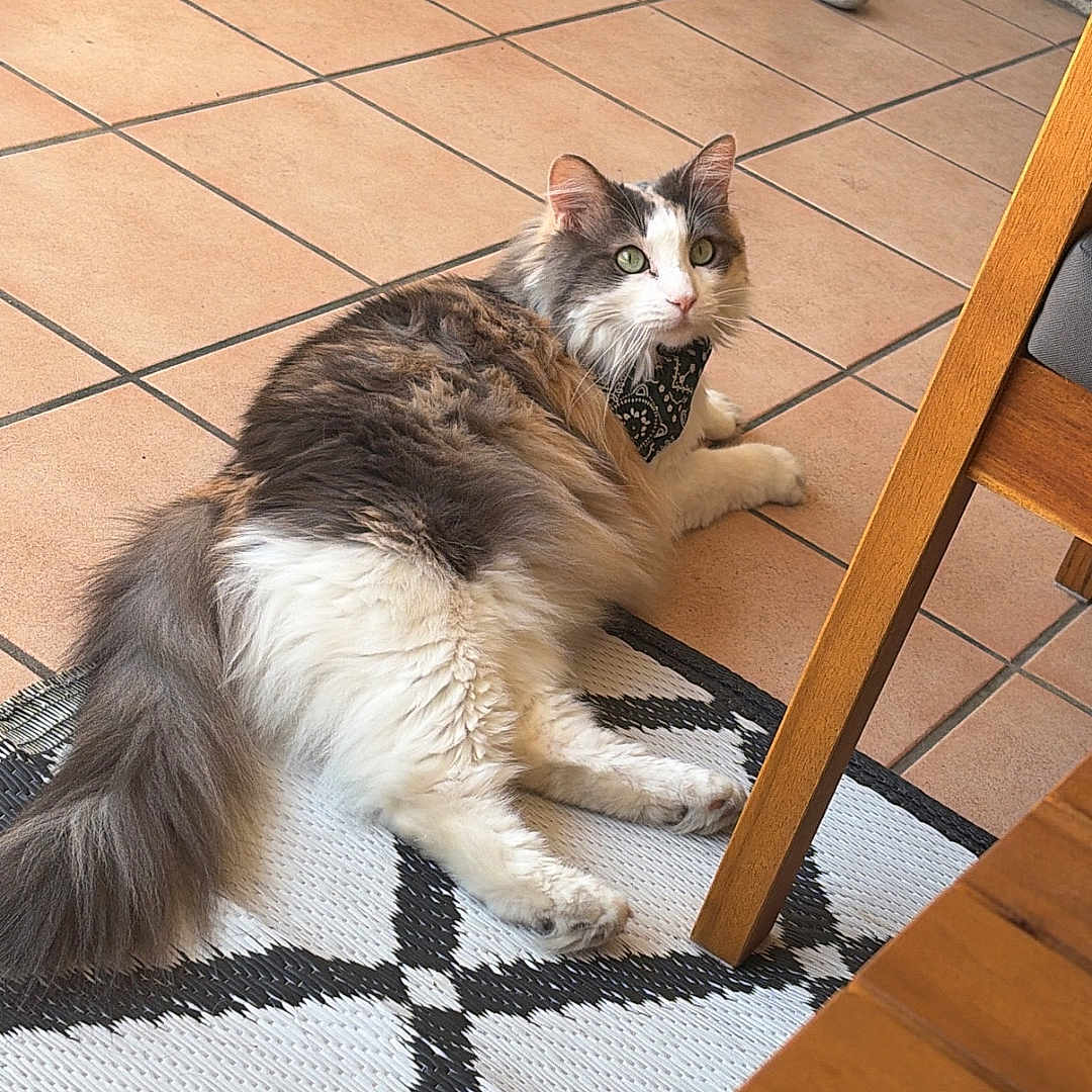 Niméa participe au concours pour gagner de l'argent avec cette photo : animal, bandana, cat, domestic_cat, ears, fluffy, fur, furniture, home, indoor, looking, patterned_rug, pet, relaxing, resting, rug, tail, tile_floor, whiskers, wooden_chair