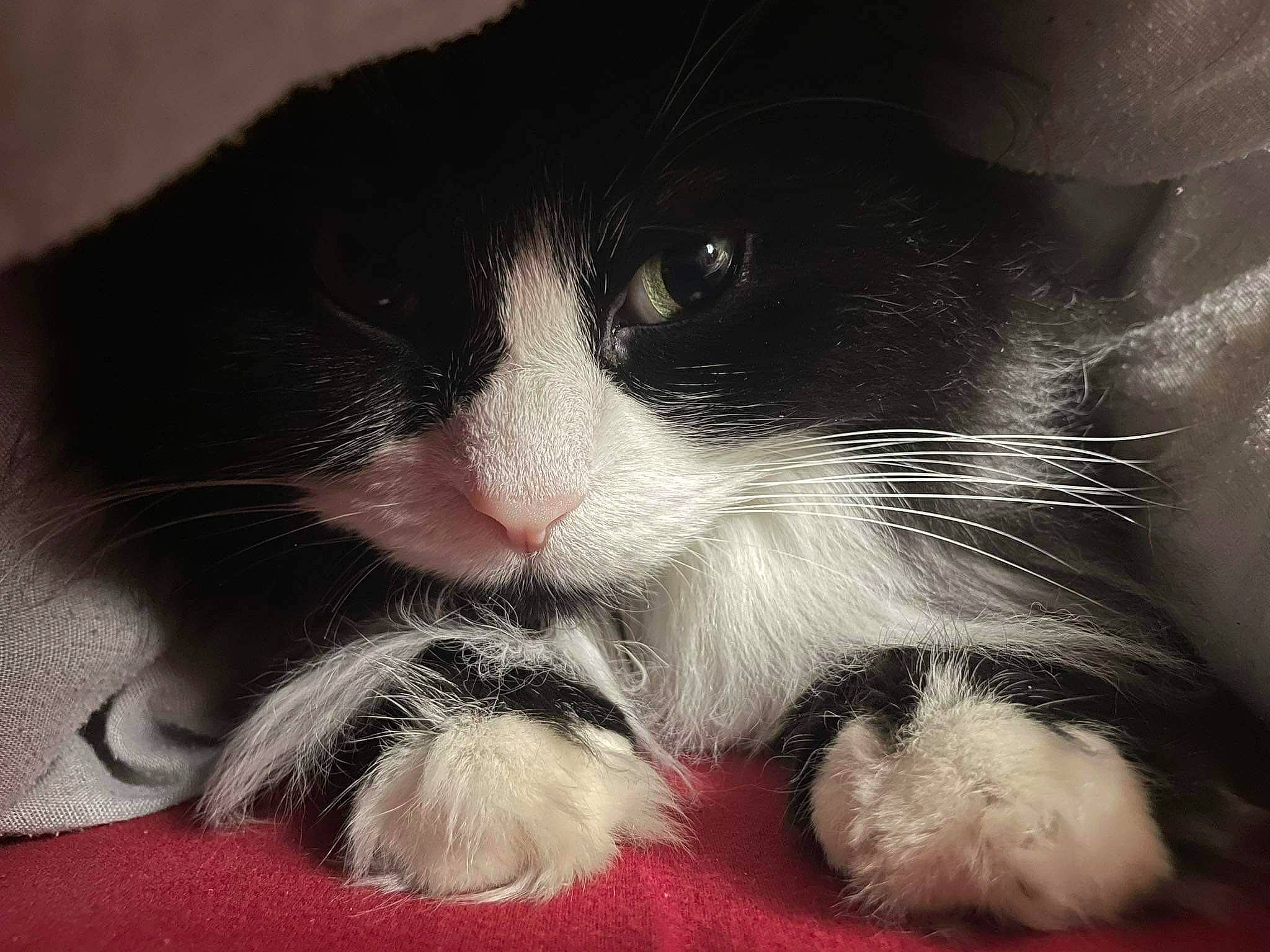 Vlady participe au concours pour gagner de l'argent avec cette photo : carnivore, cat, claw, comfort, domestic_short_haired_cat, eye, felidae, foot, fur, gesture, head, human_body, leg, love, nose, paw, small_to_medium_sized_cats, snout, tail, whiskers