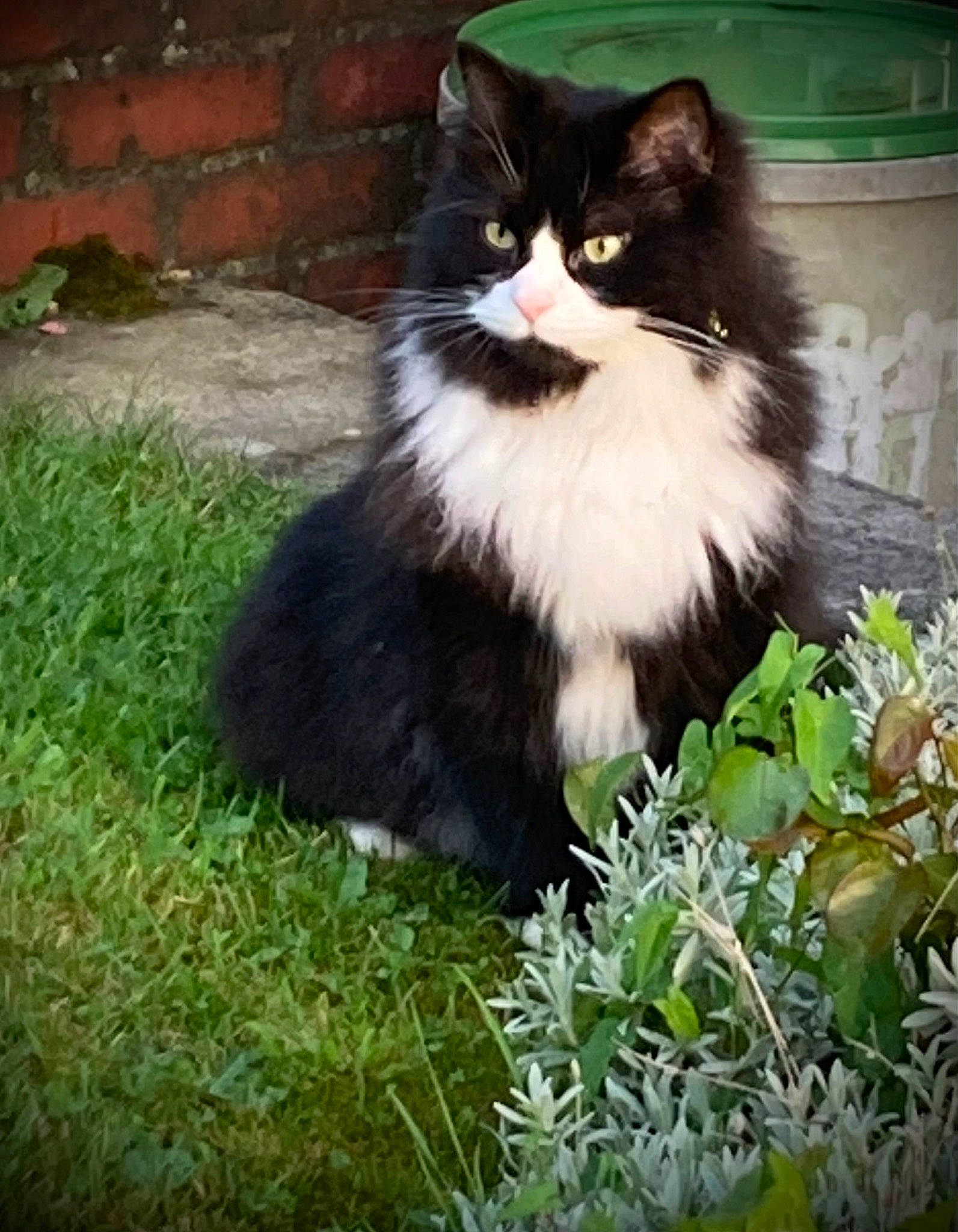 Vlady a rejoint le concours — aidez-le/la à gagner de superbes lots ! brickwork, british_longhair, carnivore, cat, domestic_short_haired_cat, felidae, flowerpot, fur, garden, grass, groundcover, herb, plant, sitting, small_to_medium_sized_cats, tail, terrestrial_animal, tree, whiskers