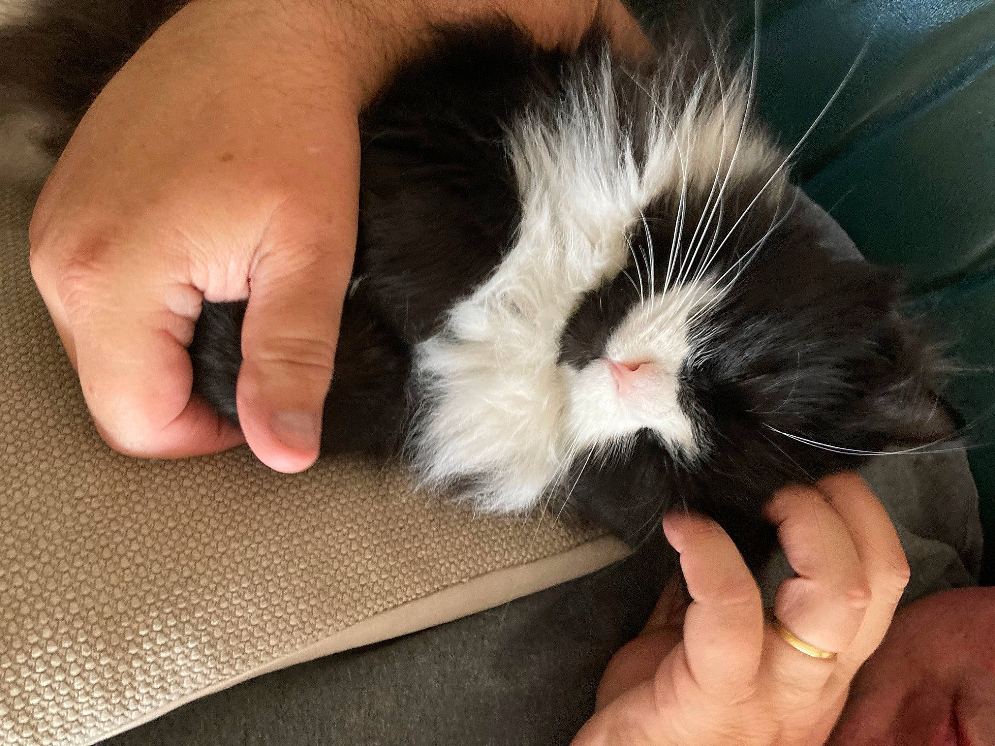 Vlady a rejoint le concours — aidez-le/la à gagner de superbes lots ! carnivore, cat, claw, comfort, domestic_short_haired_cat, felidae, finger, foot, fur, gesture, hamster, hand, lap, nail, paw, small_to_medium_sized_cats, snout, tail, thumb, whiskers