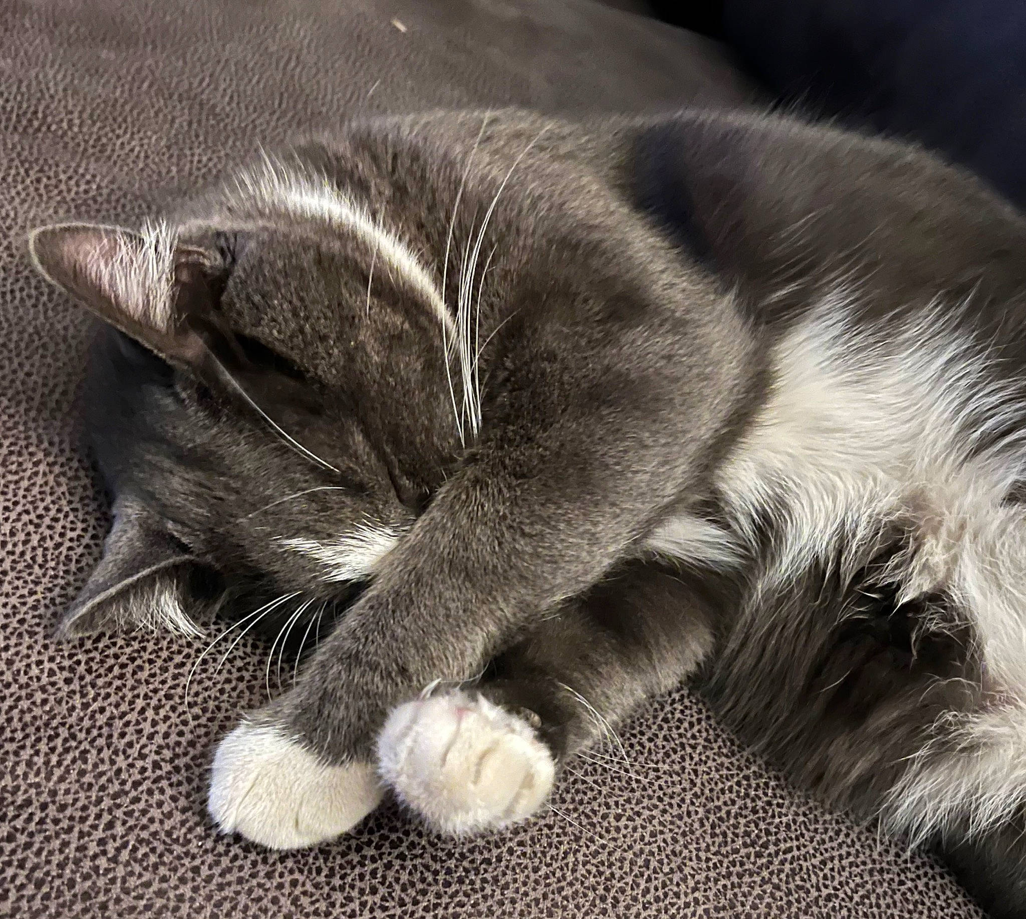 Bleu joined the competition — help win amazing prizes! carnivore, cat, claw, close_up, comfort, domestic_short_haired_cat, felidae, foot, fur, grey, human_leg, monochrome, monochrome_photography, nap, paw, small_to_medium_sized_cats, snout, tail, terrestrial_animal, whiskers