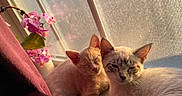 The Babies is registered to the contest to win money with this photo: animal, cat, cats, cozy, cute, ears, feline, flower, fur, home, indoor, orchid, pet, pink, relaxed, resting, sleepy, sunlight, whiskers, window