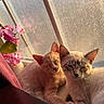 The Babies is registered to the contest to win money with this photo: cat, cats, window, sunlight, orchid, flower, pink, pet, feline, resting, sleepy, cozy, indoor, animal, cute, relaxed, whiskers, ears, fur, home