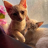 The Babies is registered to the contest to win money with this photo: cat, kitten, pets, window, sunlight, mesh_screen, flower, pink_flower, curious, sleepy, fur, whiskers, ears, close_up, indoor, cozy, relaxed, animal, domestic_cat, companions