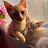 animal, cat, close_up, companions, cozy, curious, domestic_cat, ears, flower, fur, indoor, kitten, mesh_screen, pets, pink_flower, relaxed, sleepy, sunlight, whiskers, window