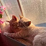 The Babies joined the competition — help win amazing prizes! cat, cats, window, sunlight, flower, pink_flower, cozy, snuggling, pets, animal, fur, indoor, resting, soft_light, warm_colors, close_up, domestic_animal, pair, cute, relaxing