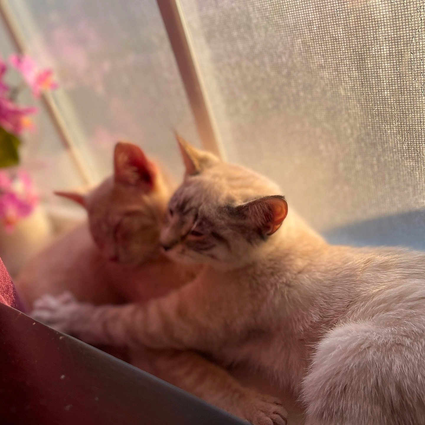 The Babies joined the competition — help win amazing prizes! cat, cats, window, sunlight, flower, pink_flower, cozy, snuggling, pets, animal, fur, indoor, resting, soft_light, warm_colors, close_up, domestic_animal, pair, cute, relaxing