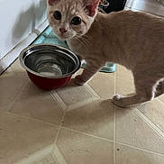 The Babies joined the competition — help win amazing prizes! animal, cat, curious, cute, domestic, ears, floor, food_bowl, household, indoor, kitten, light_orange, looking_at_camera, metal_bowl, pet, shadow, tile_floor, water_bowl, whiskers, young_cat
