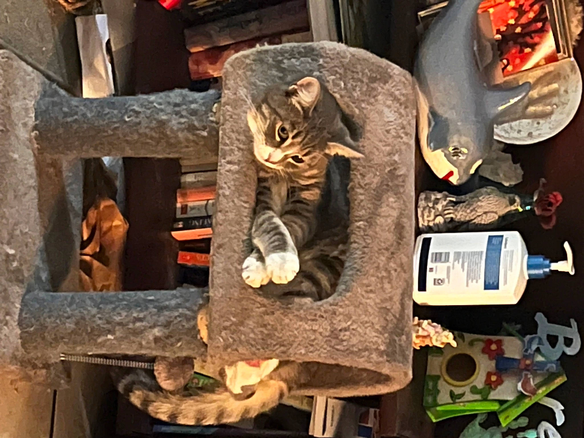 Ekko is registered to the contest to win money with this photo: art, automotive_tire, bottle, carnivore, cat, felidae, fur, hat, headgear, metal, room, small_to_medium_sized_cats, tail, terrestrial_animal, whiskers, wood