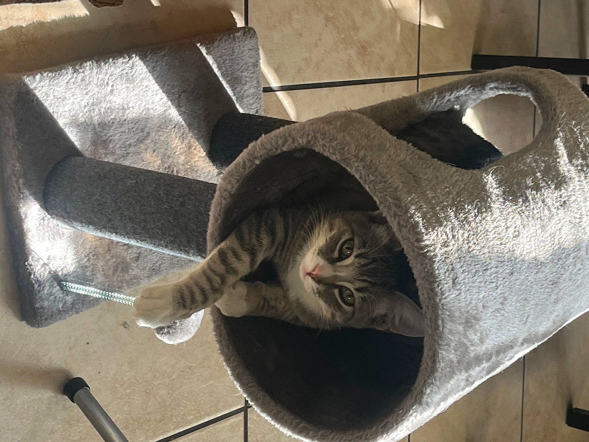 Ekko is registered to the contest to win money with this photo: automotive_tire, carnivore, cat, cat_bed, cat_furniture, cat_supply, comfort, domestic_short_haired_cat, felidae, fur, grey, metal, pet_supply, small_to_medium_sized_cats, snout, stairs, steel, tail, whiskers, wood