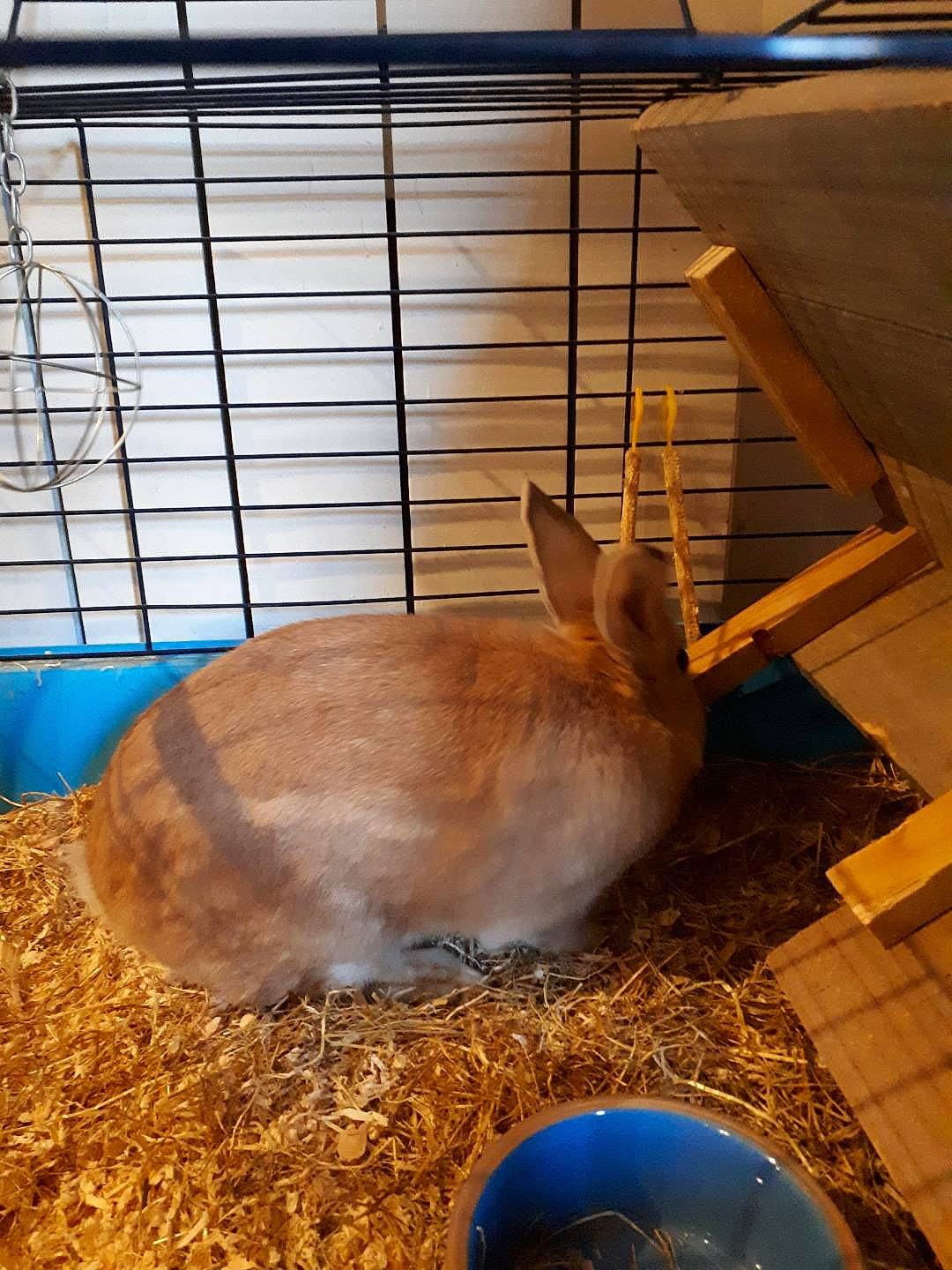 Coquin a rejoint le concours — aidez-le/la à gagner de superbes lots ! animal_shelter, cage, degu, domestic_rabbit, fawn, mammal, rabbit, rabbits_and_hares
