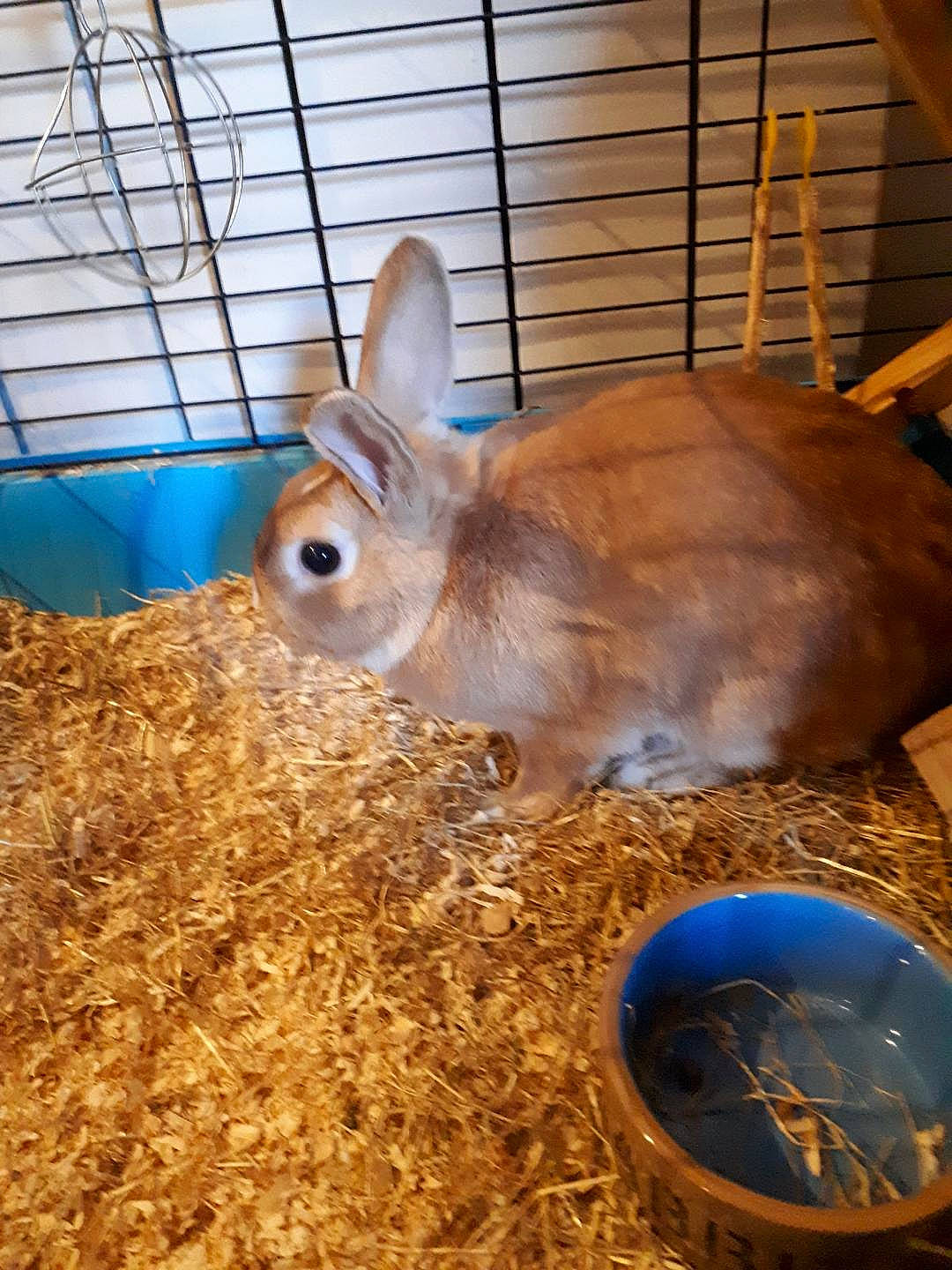 Coquin participe au concours pour gagner de l'argent avec cette photo : animal_shelter, cage, chinchilla, domestic_rabbit, fawn, hare, mammal, rabbit, rabbits_and_hares, snout