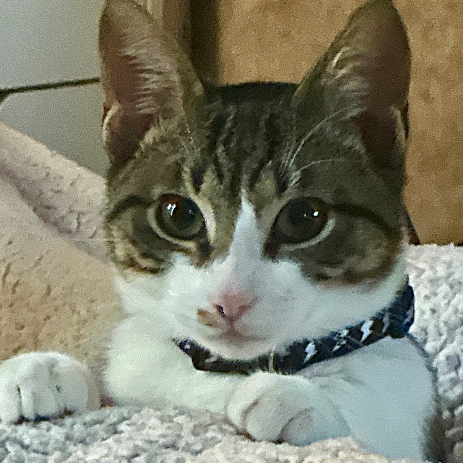 Charlie is registered to the contest to win money with this photo: animal, blanket, cat, closeup, collar, cozy, curious, cute, ears, face, feline, fur, home, indoor, paws, pet, resting, soft, tabby, whiskers