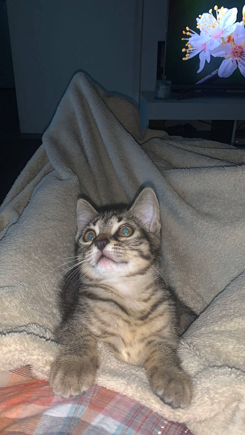 Yzma participe au concours pour gagner de l'argent avec cette photo : bedding, carnivore, cat, comfort, couch, domestic_short_haired_cat, felidae, fur, glasses, grey, linens, paw, picture_frame, plant, room, sitting, small_to_medium_sized_cats, tail, whiskers, window