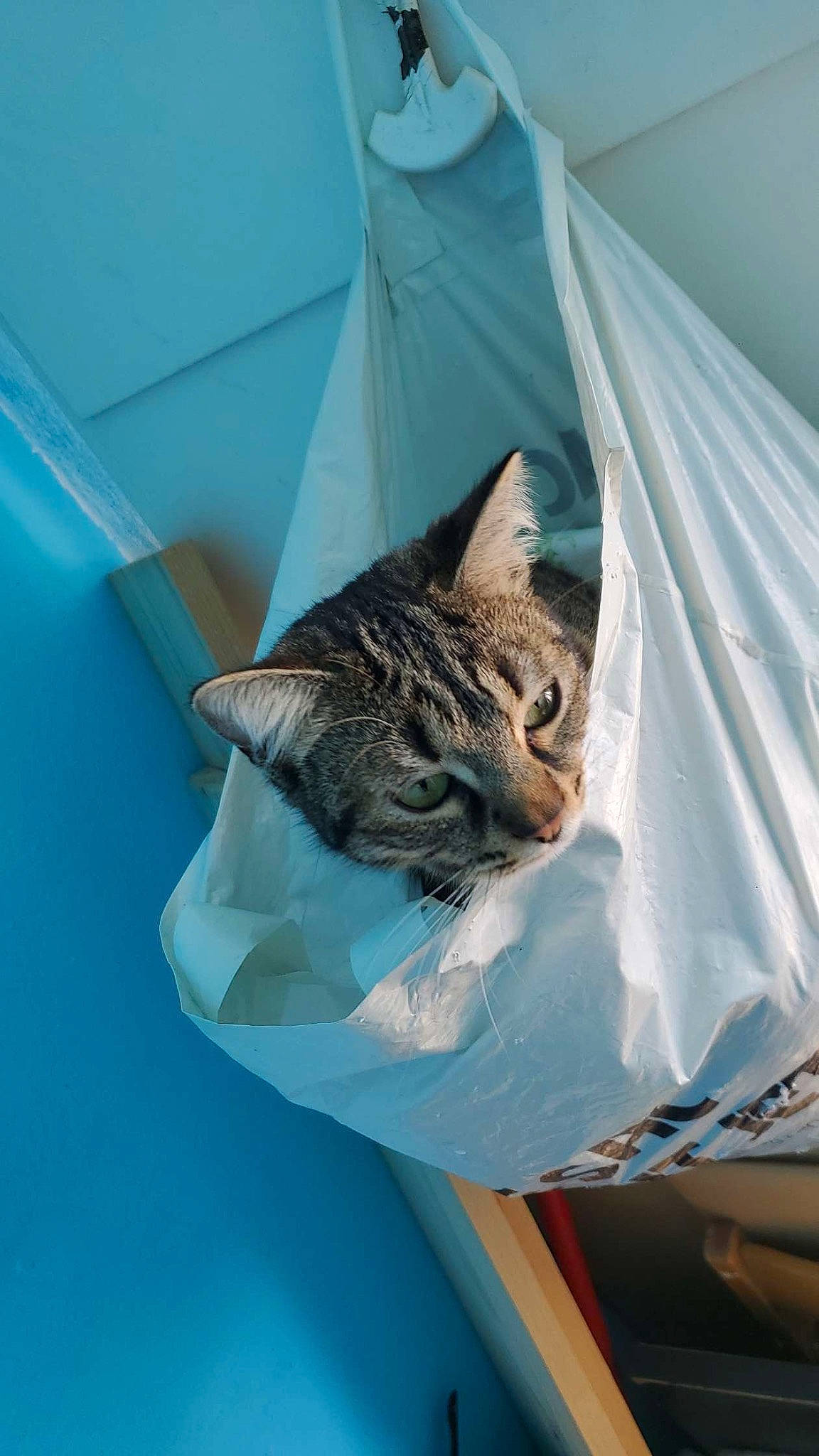 Yzma a rejoint le concours — aidez-le/la à gagner de superbes lots ! azure, carnivore, cat, comfort, domestic_short_haired_cat, felidae, fur, linens, paper, paper_product, small_to_medium_sized_cats, tail, tree, whiskers