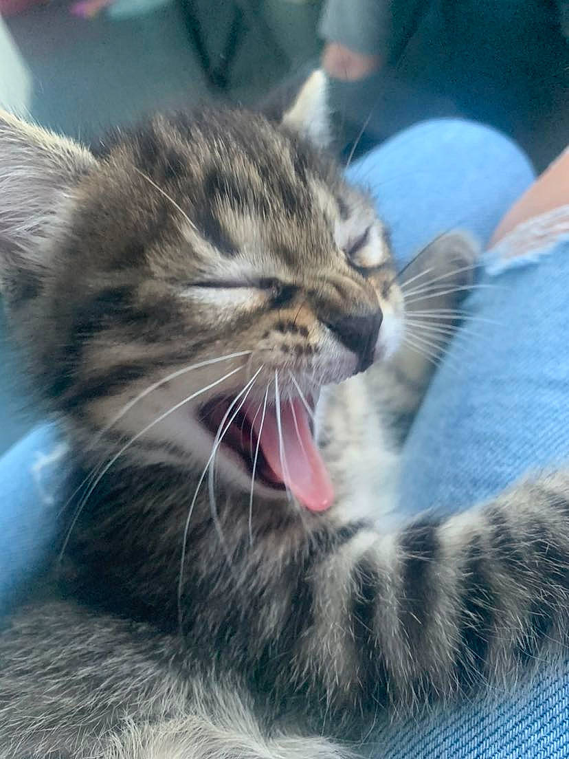 Yzma a rejoint le concours — aidez-le/la à gagner de superbes lots ! carnivore, cat, claw, close_up, comfort, domestic_short_haired_cat, eye, felidae, fur, nap, paw, sleep, small_to_medium_sized_cats, snout, tail, terrestrial_animal, whiskers, wildlife, window, yawn