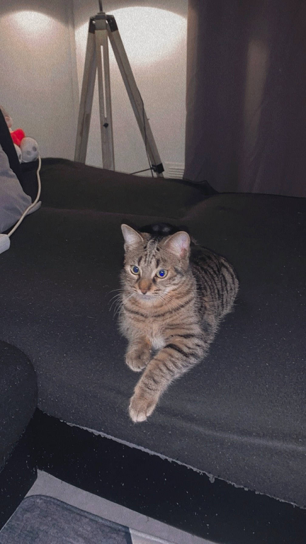 Yzma a rejoint le concours — aidez-le/la à gagner de superbes lots ! bag, carnivore, cat, comfort, domestic_short_haired_cat, fawn, felidae, flooring, fur, grey, luggage_and_bags, paw, sitting, small_to_medium_sized_cats, snout, tail, whiskers, wood