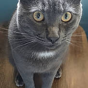 Asher is registered to the contest to win money with this photo: cat, gray_cat, feline, pet, indoor, wooden_table, yellow_eyes, whiskers, ears, paws, close_up, portrait, fur, sitting, curious, looking_at_camera, domestic_animal, tabletop, soft_light, nose