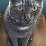cat, gray_cat, feline, pet, indoor, wooden_table, yellow_eyes, whiskers, ears, paws, close_up, portrait, fur, sitting, curious, looking_at_camera, domestic_animal, tabletop, soft_light, nose