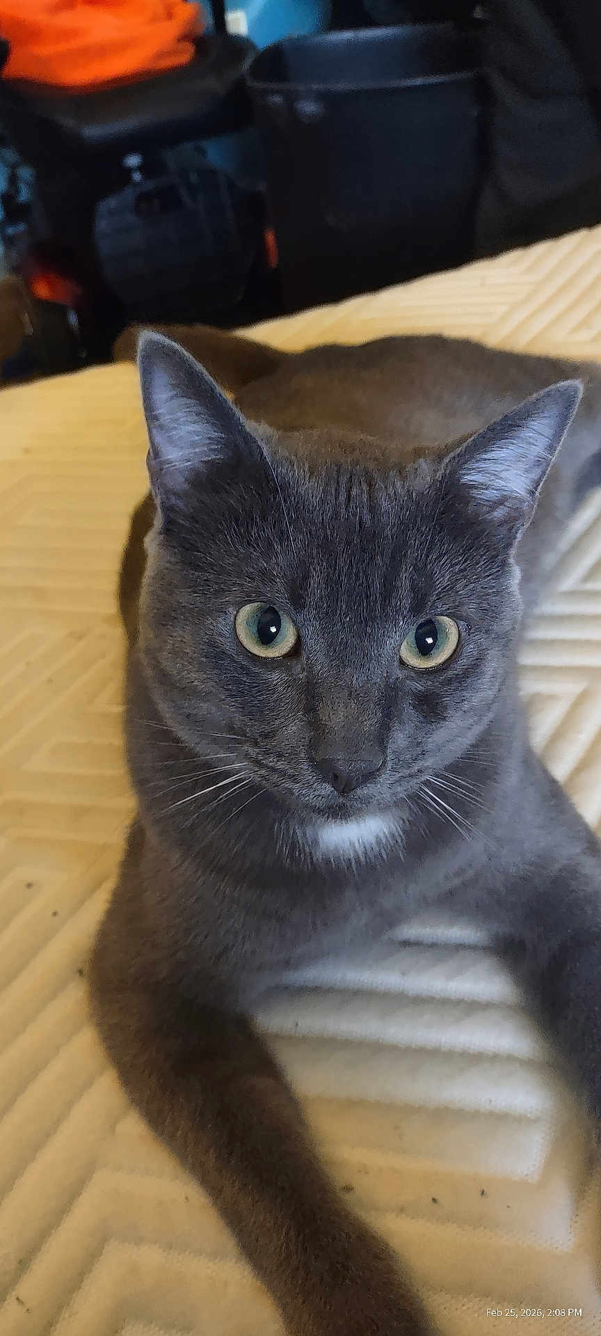 Asher joined the competition — help win amazing prizes! cat, grey_cat, feline, pet, indoor, bed, blanket, close_up, portrait, whiskers, ears, green_eyes, fur, front_legs, paws, white_patch, muzzle, domestic_animal, looking_at_camera, cozy
