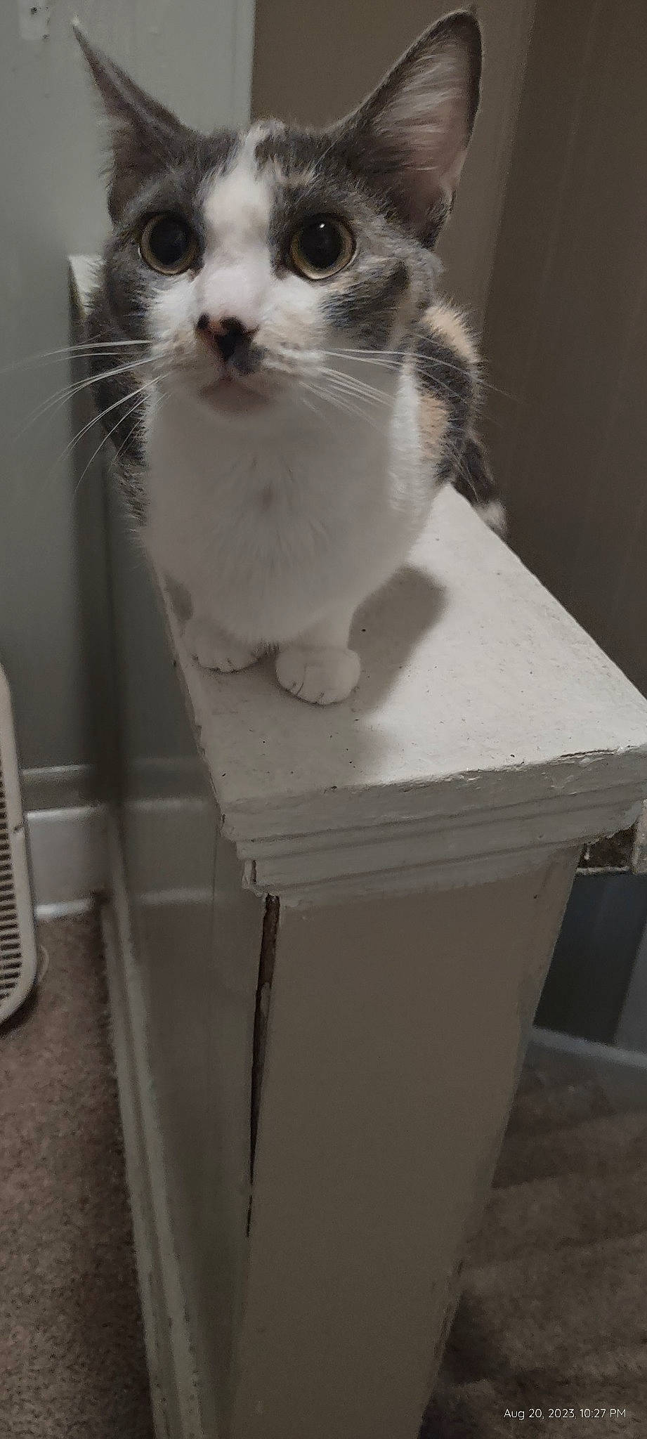 Patches joined the competition — help win amazing prizes! carnivore, cat, domestic_short_haired_cat, felidae, fur, monochrome, monochrome_photography, paw, plastic, room, shelf, small_to_medium_sized_cats, snout, tail, whiskers, white, wood