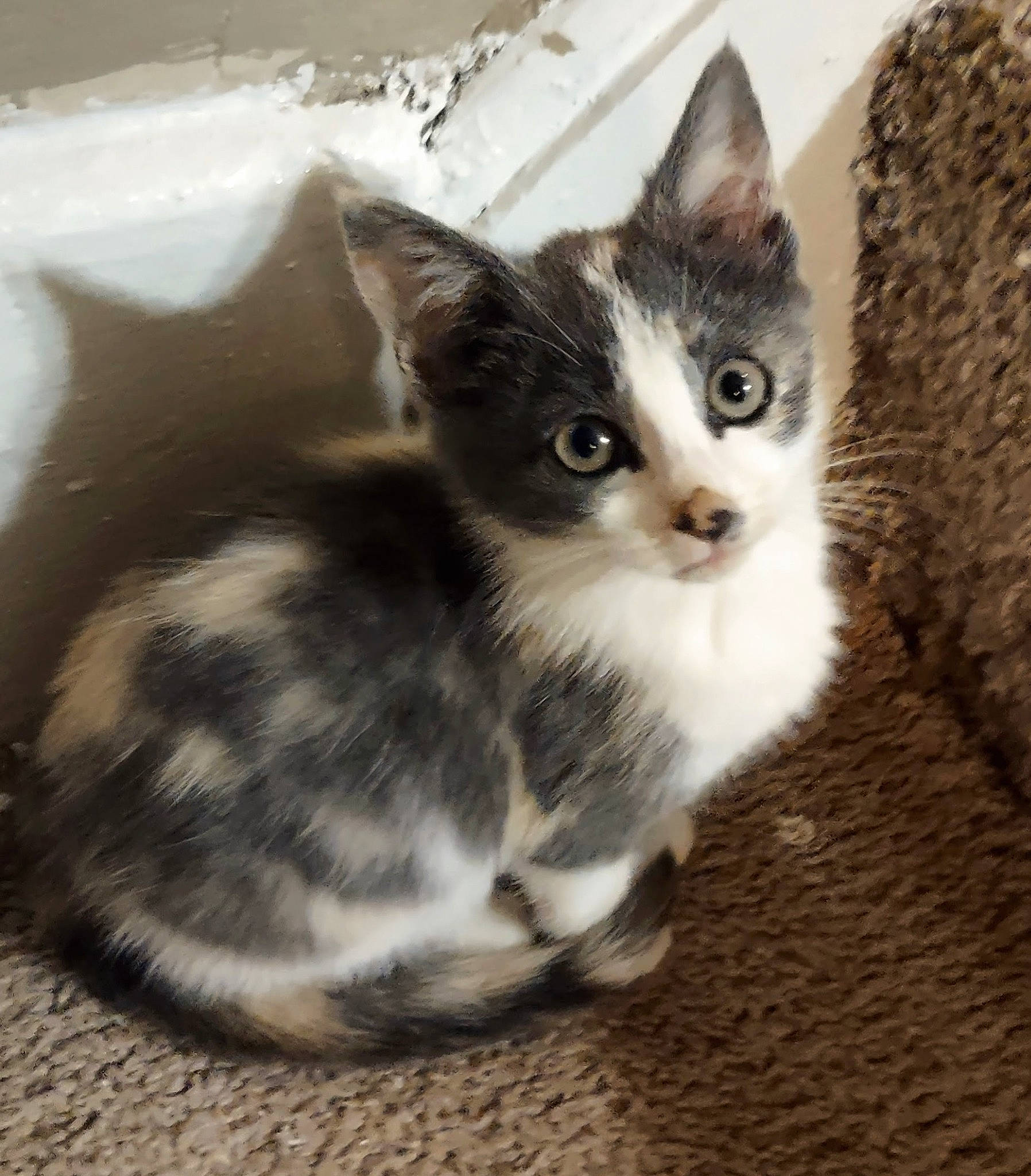 Patches is registered to the contest to win money with this photo: carnivore, cat, claw, comfort, domestic_short_haired_cat, felidae, fur, paw, sitting, small_to_medium_sized_cats, snout, tail, terrestrial_animal, whiskers, window