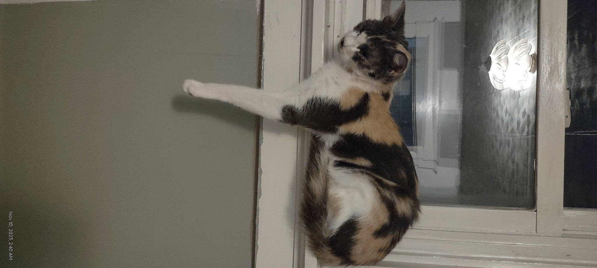 Patches joined the competition — help win amazing prizes! carnivore, cat, dog_breed, domestic_short_haired_cat, felidae, flooring, fur, hardwood, paw, small_to_medium_sized_cats, snout, tail, terrestrial_animal, whiskers, window, wood