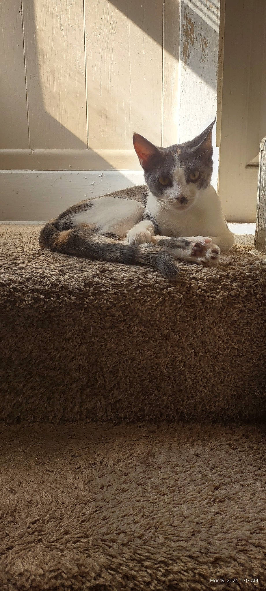 Patches is registered to the contest to win money with this photo: carnivore, cat, cat_supply, comfort, domestic_short_haired_cat, fawn, felidae, flooring, fur, grey, paw, pet_supply, sitting, small_to_medium_sized_cats, snout, tail, whiskers, window, wood