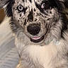 dog, merle_coat, heterochromia, pet, indoor, smiling, close_up, canine, fur, eyes, portrait, happy, animal, domestic, friendly, sitting, cute, face, whiskers, collar
