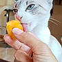 animal, background_blur, blue_eyes, cat, close_up, curious, domestic_animal, feline, food, gray_markings, hand, indoor, kitchen, licking, orange_treat, person_hand, pet, spoon, table, white_fur