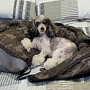 Chico is registered to the contest to win money with this photo: dog, poodle, bed, blanket, jacket, camouflage, fur, pet, indoor, resting, cute, animal, companion, cozy, lying_down, looking_at_camera, curly_fur, black_and_white, domestic_animal, home