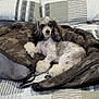 dog, poodle, bed, blanket, jacket, camouflage, fur, pet, indoor, resting, cute, animal, companion, cozy, lying_down, looking_at_camera, curly_fur, black_and_white, domestic_animal, home