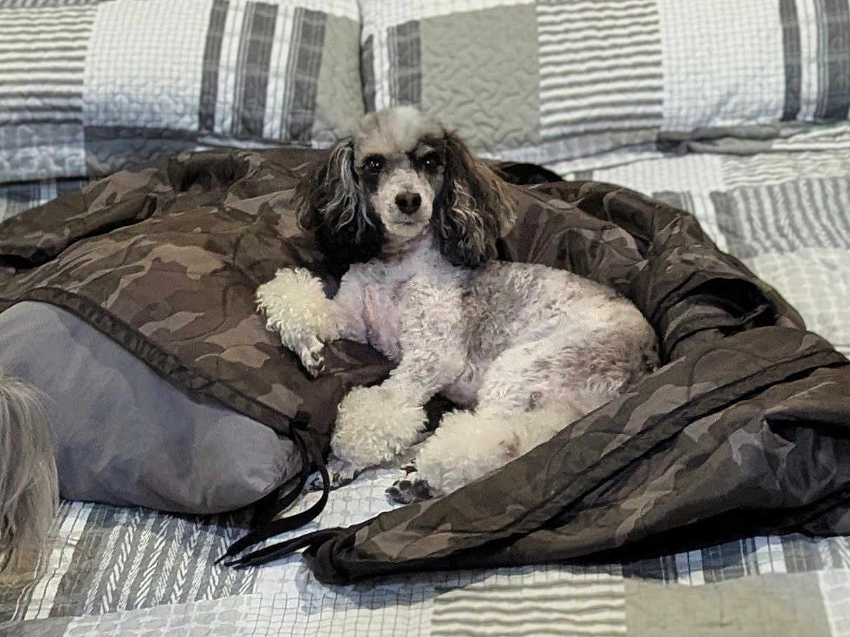 Chico is registered to the contest to win money with this photo: dog, poodle, bed, blanket, jacket, camouflage, fur, pet, indoor, resting, cute, animal, companion, cozy, lying_down, looking_at_camera, curly_fur, black_and_white, domestic_animal, home