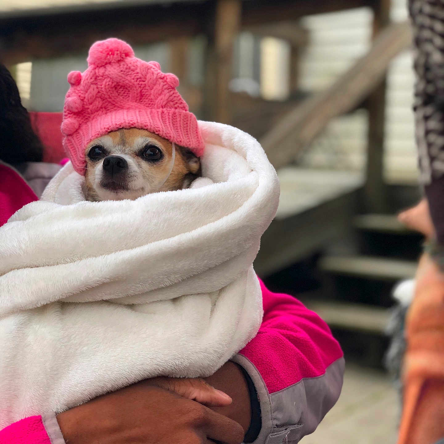 Snickers is registered to the contest to win money with this photo: fur, headgear, pink, product, textile