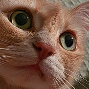 Eve participe au concours pour gagner de l'argent avec cette photo : alert, animal, cat, close_up, closeup, curious, eyes, face, feline, fur, green_eyes, indoor, looking, mammal, nose, pet, pink_nose, portrait, whisker, whiskers