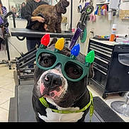 Digger joined the competition — help win amazing prizes! dog, glasses, holiday_lights, grooming_salon, black_and_white, pet, animal, cute, novelty, accessory, indoor, person, grooming_table, leash, decorative, funny, expression, brown_dog, background, collar