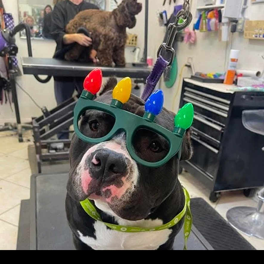 Digger joined the competition — help win amazing prizes! accessory, animal, background, black_and_white, brown_dog, collar, cute, decorative, dog, expression, funny, glasses, grooming_salon, grooming_table, holiday_lights, indoor, leash, novelty, person, pet
